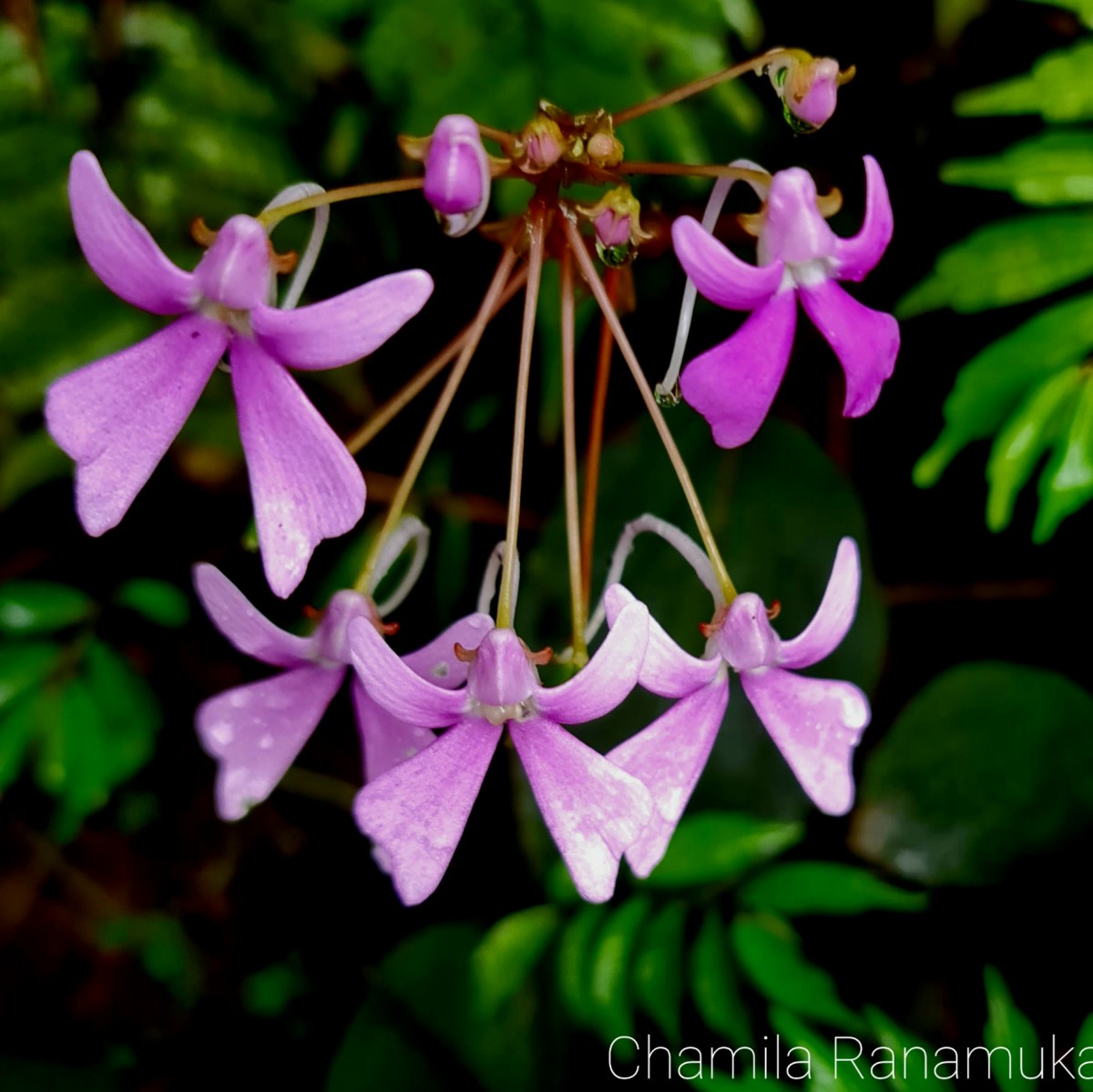 Impatiens acaulis Arn.